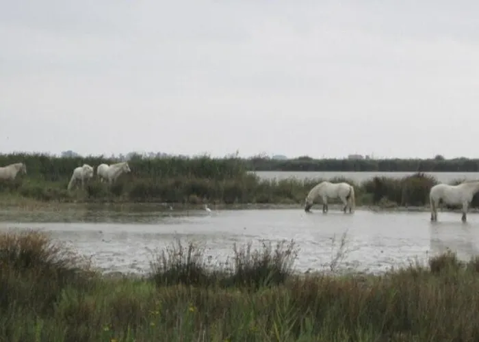 Au Coeur De La Cite דירה *